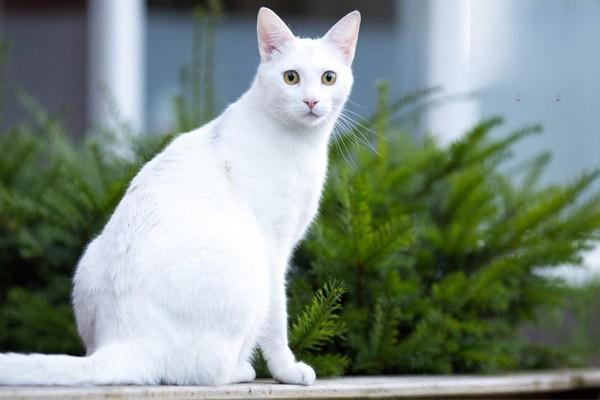 养猫常见的几种病毒性疾病