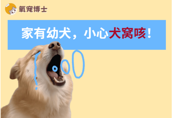 狗狗咳嗽是犬窝咳吗？
