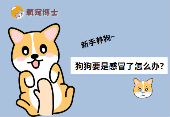 狗狗要是感冒了怎么办？