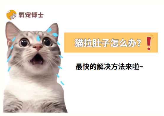 猫拉肚子怎么办？