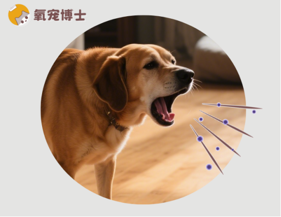 狗狗间歇性干咳干呕
