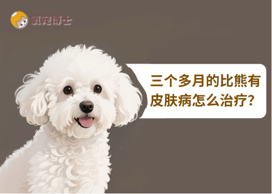 三个多月的比熊有皮肤病怎么治疗？
