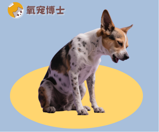 狗狗一直咳嗽干咳