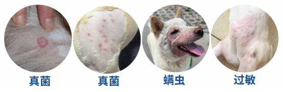 比熊有皮肤病怎么治疗？