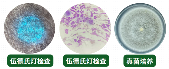 狗狗真菌感染皮肤病