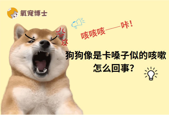 狗狗像是卡嗓子了似的咳嗽
