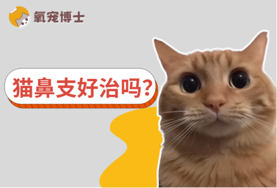 猫鼻支好治吗？