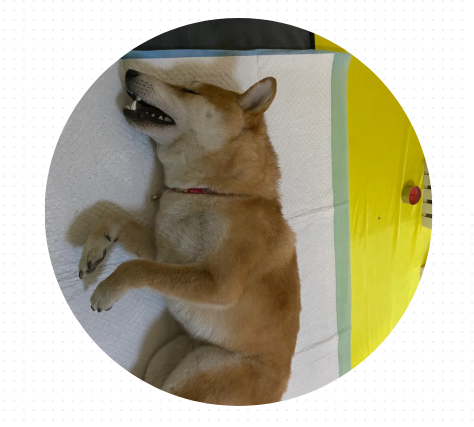 狗狗吐黄水带泡沫怎么办？