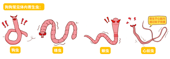 狗狗体内寄生虫