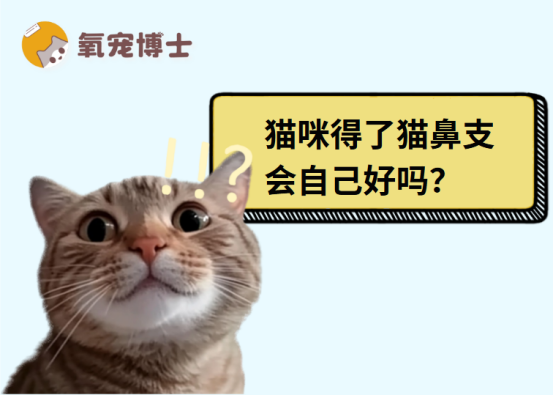 猫咪得了猫鼻支会自己好吗？