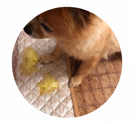 泰迪狗狗吐黄水带泡沫
