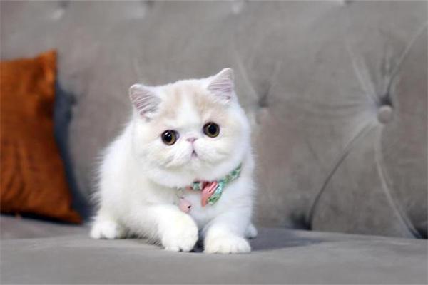 猫脂肪肝的病因