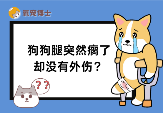 狗狗腿突然瘸了却没有外伤