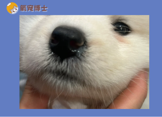 三个月幼犬感冒了怎么办？