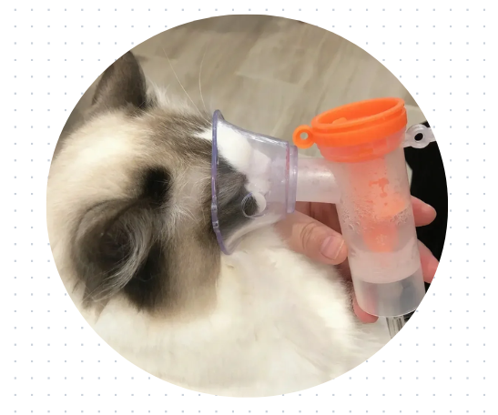 猫鼻支怎么治疗？