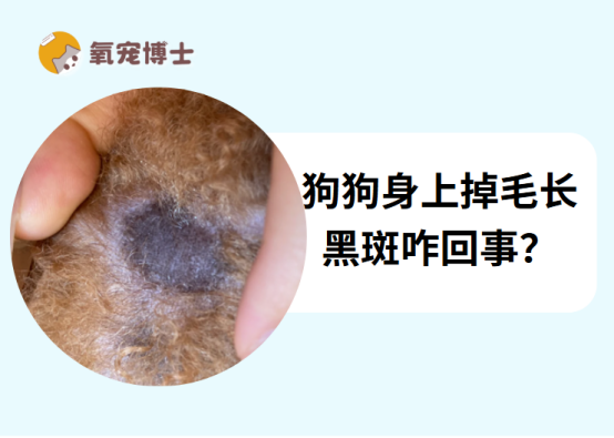 狗狗身上掉毛长黑斑