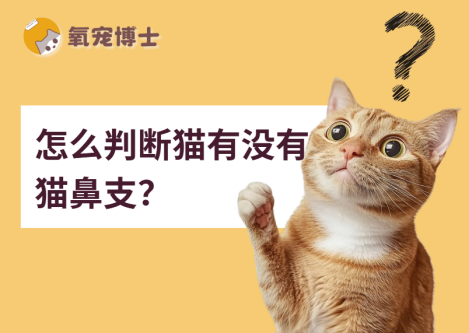 怎么判断猫有没有猫鼻支？