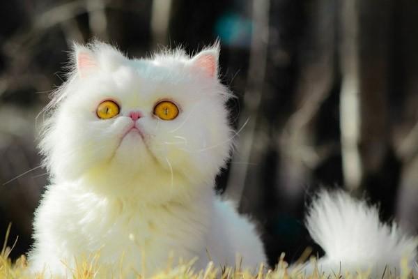 猫得了猫癣的症状怎么治好得快