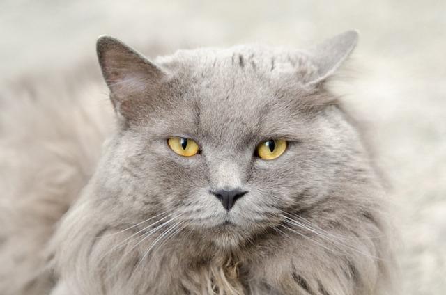 猫咪吐毛原因