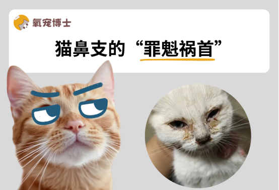 猫鼻支什么原因引起的