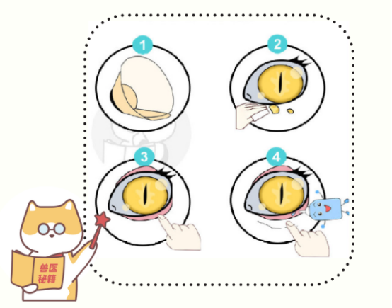 猫咪突然单只眼睛发炎用什么药？
