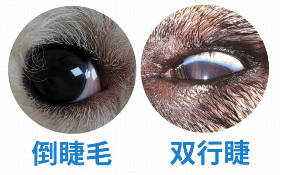 狗狗一只眼睛出现大量粘稠眼屎