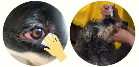 狗狗一只眼睛出现大量粘稠眼屎是怎么办？