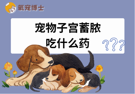 宠物子宫蓄脓吃什么药
