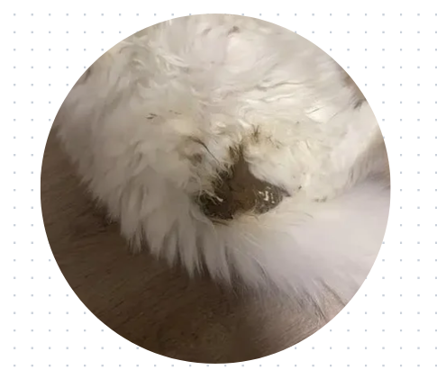 猫咪拉肚子吃什么药效果好？