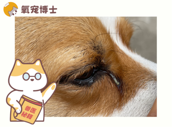狗狗一只眼睛出现大量粘稠眼屎是怎么回事？