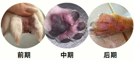 狗狗趾缝发红一直舔的常见原因