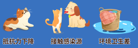 猫癣怎么引起的？