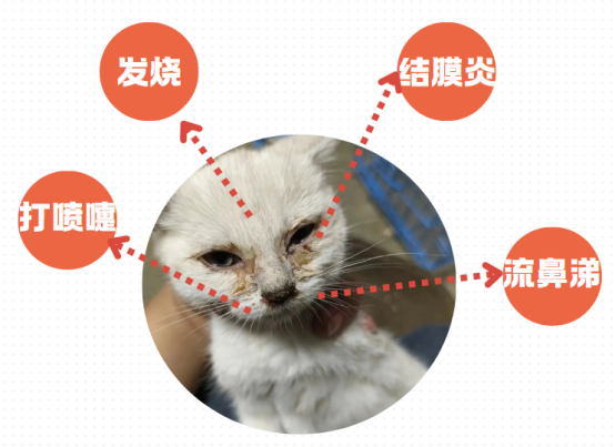 猫猫得了猫鼻支会怎么样？