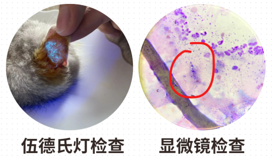 怎么区分猫癣？