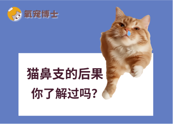 猫猫得了猫鼻支的后果