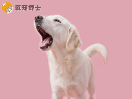 狗狗咳嗽吃什么药？