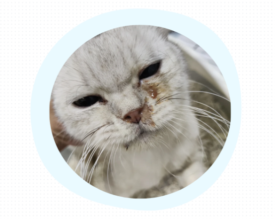 猫得了猫鼻支的后果