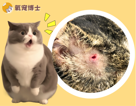 猫咪被咬伤了用什么消炎？