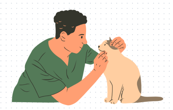 猫咪呕吐黄水不吃东西怎么办？