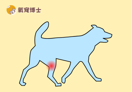 狗狗关节问题怎么治疗？