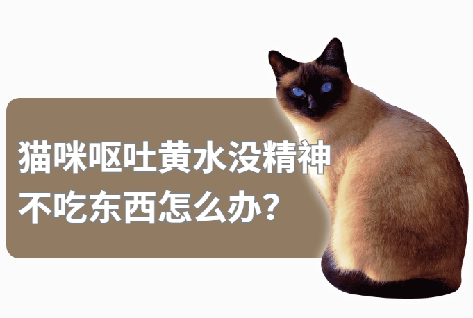 猫咪呕吐黄水没精神不吃东西