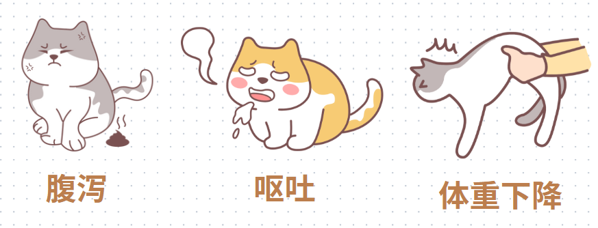 猫咪屁股上有虫子
