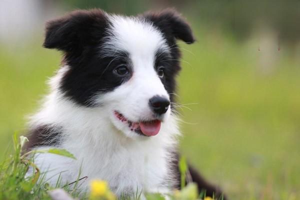 狗狗为什么会便秘
