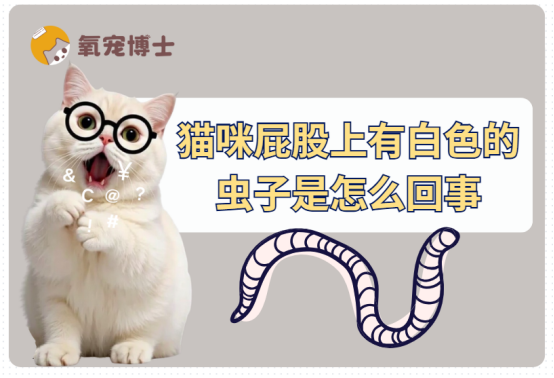 猫咪屁股上有白色的虫子