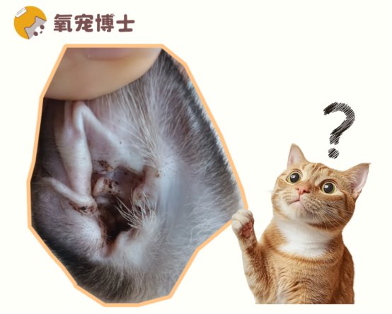 猫耳朵里有黑褐色的东西怎么清理？