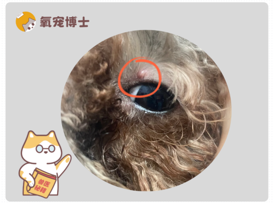 狗狗上火眼睛起疙瘩怎么办？