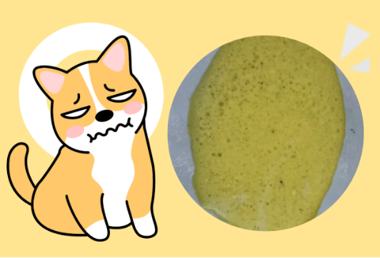 猫咪吐黄水