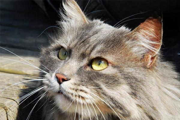 什么是猫传腹