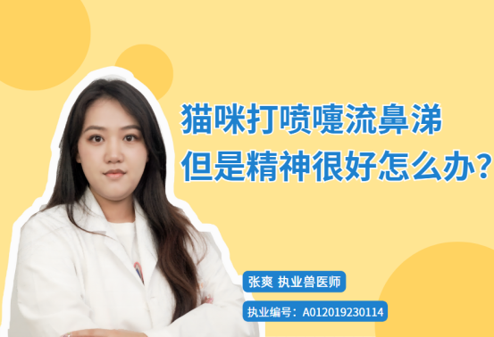 猫咪打喷嚏流鼻涕但是精神很好怎么办？