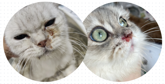 猫咪打喷嚏流鼻涕
